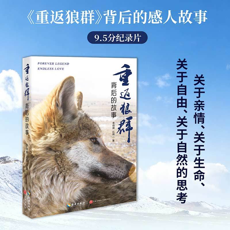 十年热议不散场，这匹 “明星狼” 的故事为何再掀泪潮？